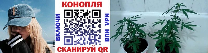 Шишки марихуана White Widow гидра tor Новокубанск